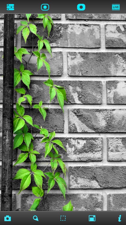 Live Splash™ - Free selective color and grayscale effects editor screenshot-3
