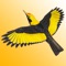 This is a LITE version of The Michael Morcombe eGuide to the Birds of Australia but is fully functional and includes ONLY 59 species, compared to 796 species in the full app