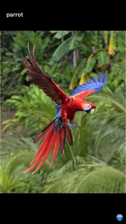 Sounds of Jungle