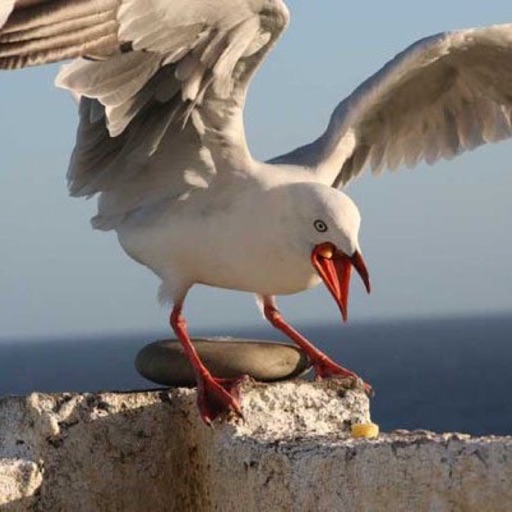 Seagull Sounds and Wallpapers: Theme Ringtones and Alarm icon