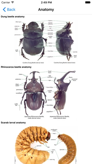 Hawaiian Scarab ID(圖2)-速報App