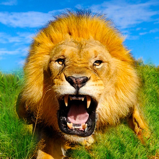 Wild Lion Simulator iOS App