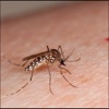 Zika Virus Info