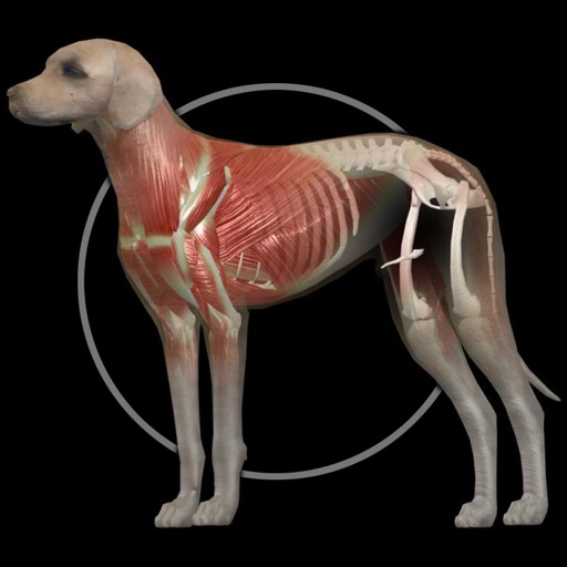 イヌの解剖学 Dog Anatomy 3d Iphone最新人気アプリランキング Ios App