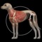 イヌの解剖学 - Dog Anatomy 3d