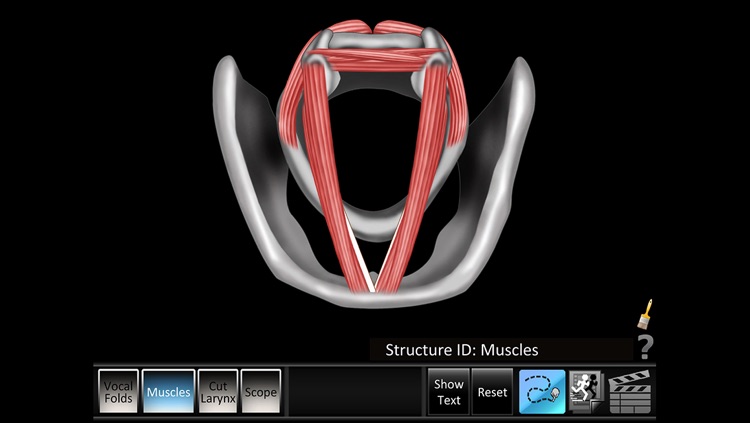 Vocal Folds ID