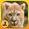 Jungle and Rainforest Animals: puzzle game for little girls, boys and preschool kids - Free