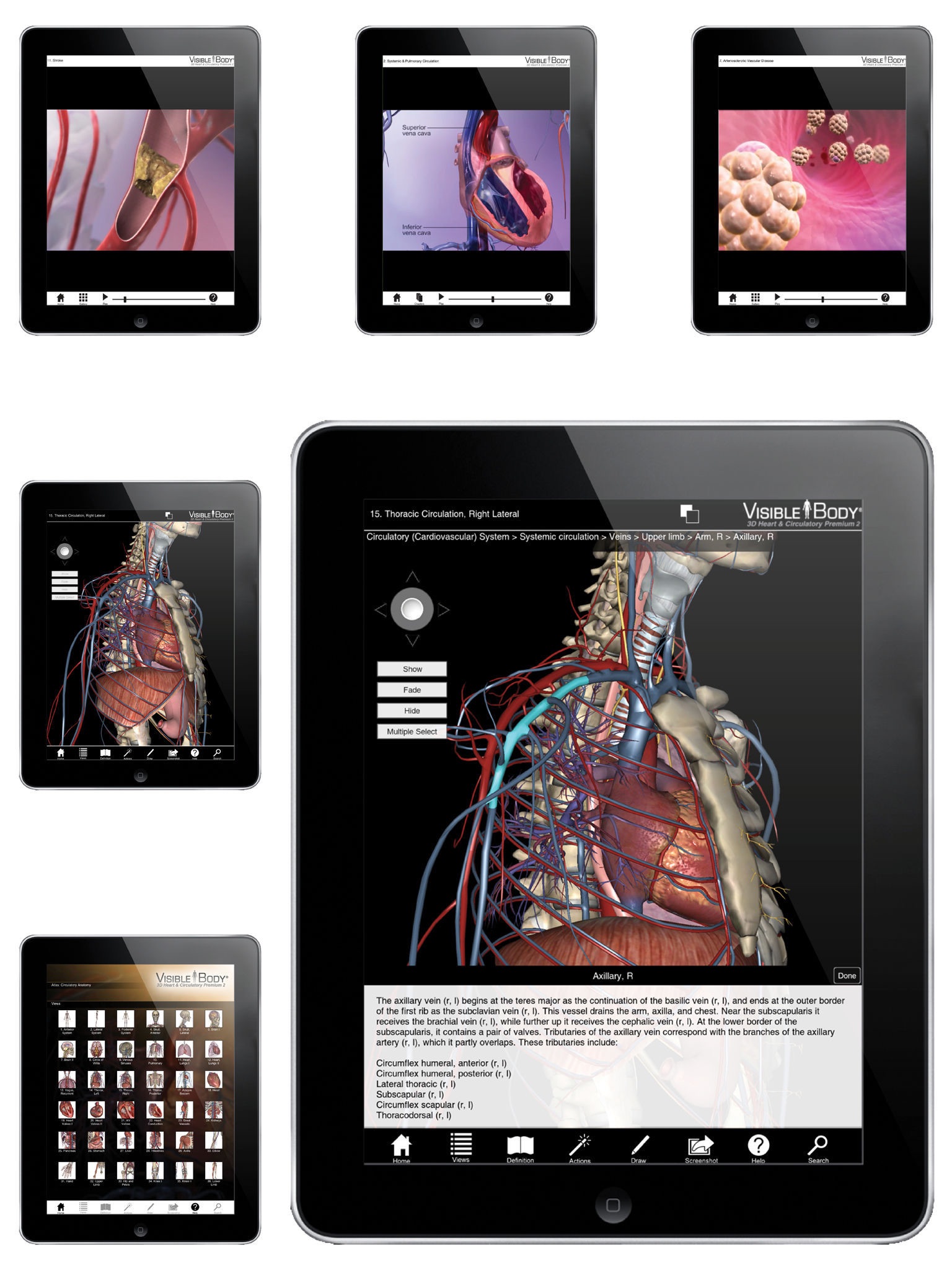 For Organizations - 2016 3D Heart & Circulatory Premium 2 screenshot 2