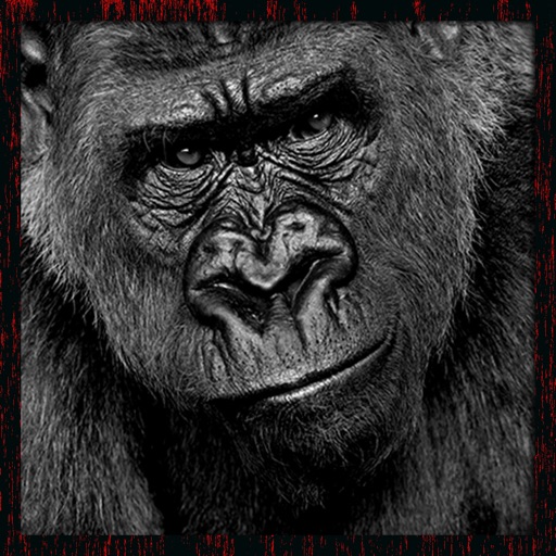 Real Wild Stray Gorilla Simulator icon