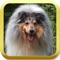 Collie Puzzle