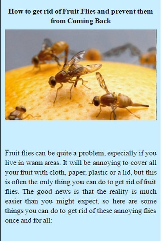 How To Get Rid Of Fruit Flies screenshot 2