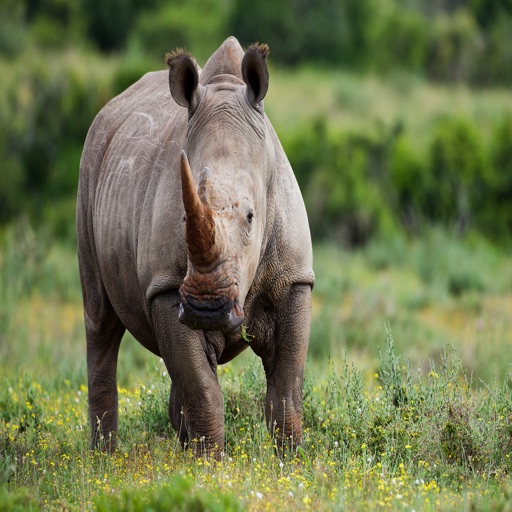 Rhinoceros Sounds - Great Sounds From this Horned Animal icon