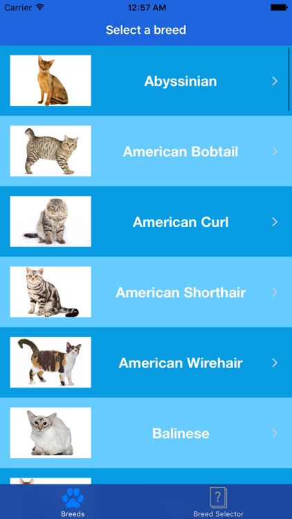 Cat breeds - Information about your favourite breeds
