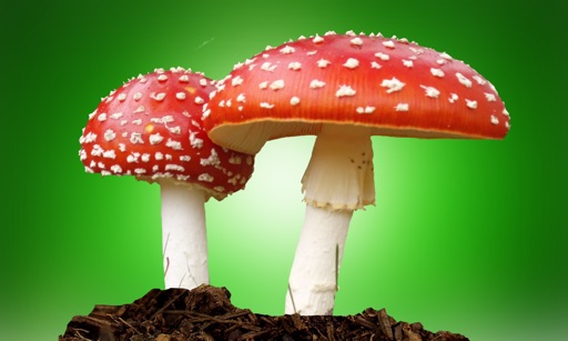 Mushroom Matching Icon