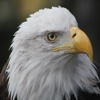 Eagle Cam