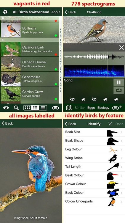 All birds Switzerland - a complete field guide to all the birds ever recorded in Switzerland screenshot-4