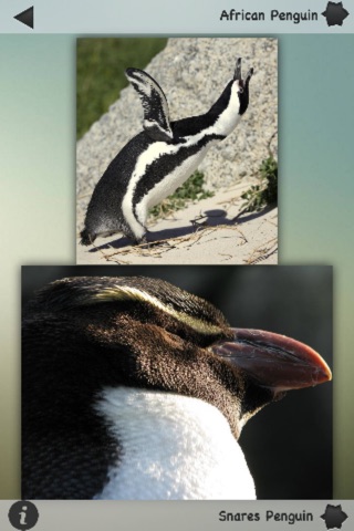 Penguins Guru screenshot 3