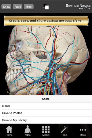 Brain and Nervous Anatomy Atlas: Essential Reference for Students and Healthcare Professionals screenshot 3