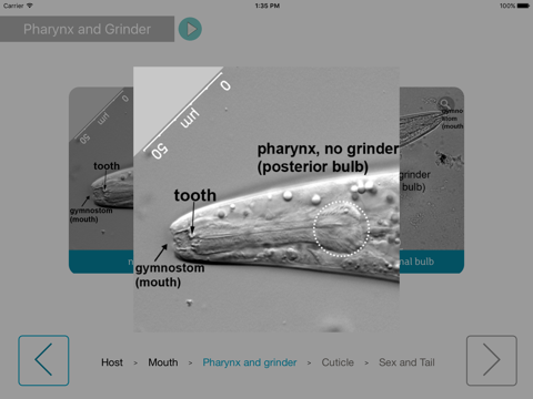 Nematode Classification screenshot 2