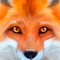 Dash into a brand new adventure as a wild Fox