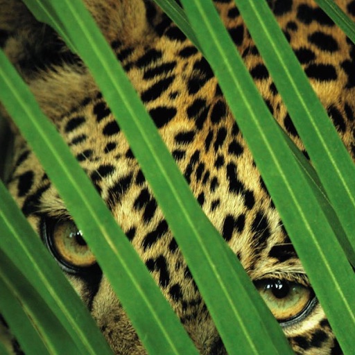 Eye of the Leopard