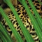 The Eye of the Leopard App is an interactive, multi-media experience that unfolds the story of a mother leopard and her three day old cub named Legadema, told from the point of view of award-winning wildlife filmmakers, conservationists and National Geographic Explorers-In-Residence, Dereck & Beverly Joubert