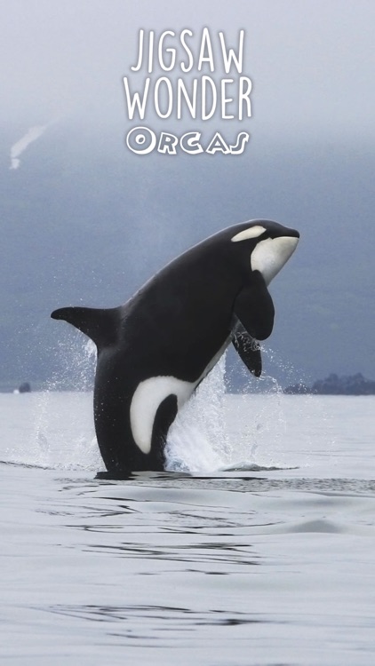 Orca Puzzles for Kids Jigsaw Wonder Edition screenshot-4