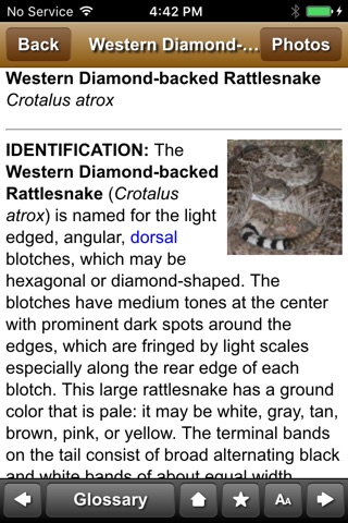 California Rattlesnakes screenshot 3