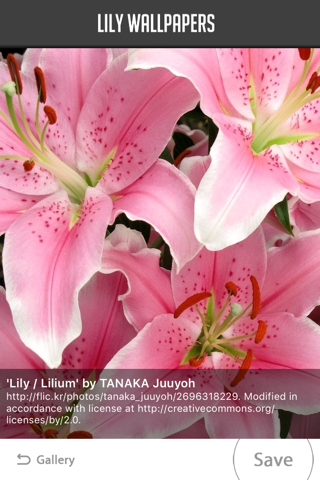 Lily Wallpapers screenshot 4