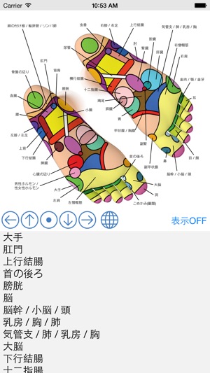 Foot Reflexology Chart(圖4)-速報App