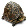 Ricochet Turtle