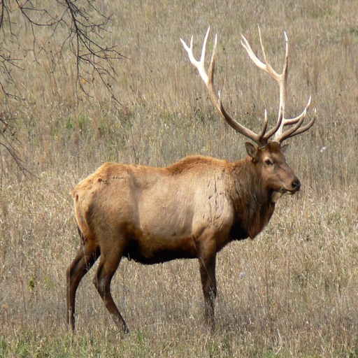 Elk Calls - Amazing High Quality Sound Effects Great for Hunting icon