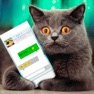 Get Simulator Virtual Cat Joke for iOS, iPhone, iPad Aso Report