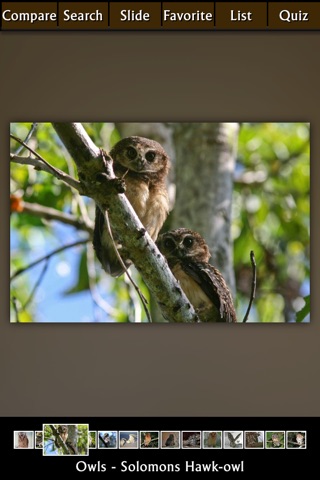 Owls Expert screenshot 2