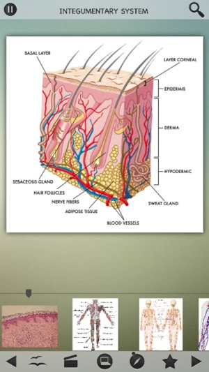 Human Body Details