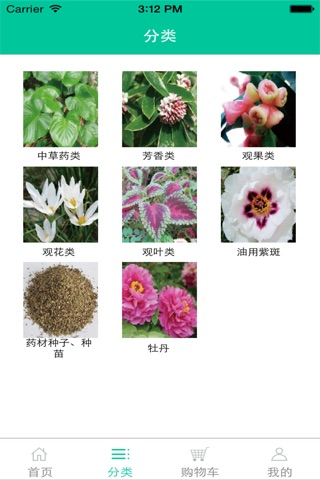 中国紫斑牡丹网 screenshot 2
