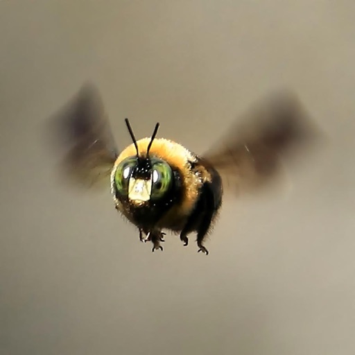 Bee Sounds and Wallpapers- Theme Ringtones and Alarm icon