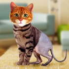 Simulator Morph Cat