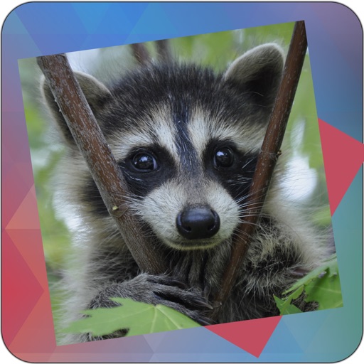 Déjà Vu - Raccoons iOS App