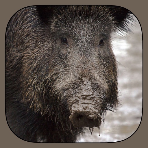 Wild Hog Sound Effects Including Calls, Grunts, Snorts and More PLUS Bonus Wallpapers icon