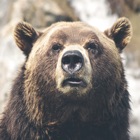 Top 20 Photo & Video Apps Like Bear Wallpaper - Best Alternatives