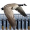 15 high quality Goose Calls with powerful sound mixer