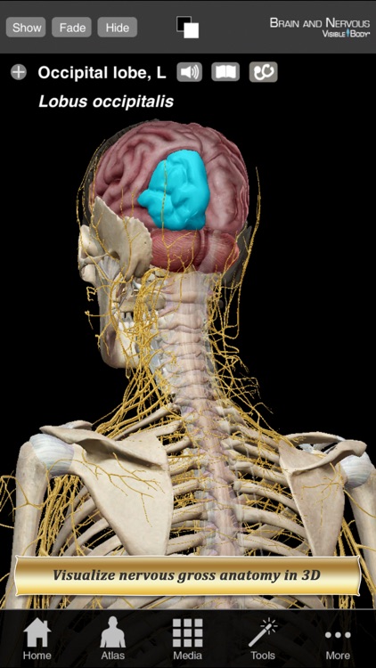 Brain and Nervous Anatomy Atlas: Essential Reference for Students and Healthcare Professionals screenshot-0