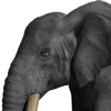 Elephant 3D