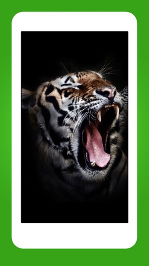 Animals - Cute Animal Wallpapers & Wild Life Backgrounds(圖3)-速報App