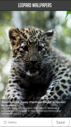 Leopard Wallpaper(圖3)-速報App