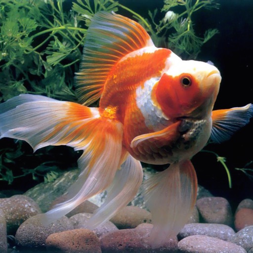 Cute GoldFish Wallpapers - Best Collection Of Cute GoldFish icon