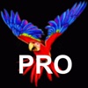 Parrot P.r.o.