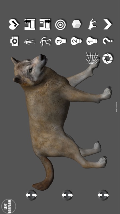 Wolf Pose Tool 3D