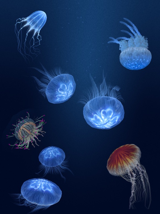 Jellyfish Heaven HD - relax & sleep well in good dreams screenshot-0